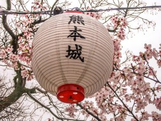  A lantern contrasting against the pink leaves