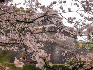Uma torre do castelo coberta por um manto colorido de flores de cerejeira