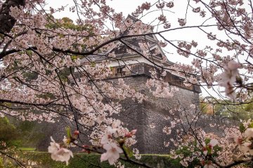 Cherry Blossoms at Kumamoto Castle