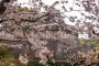 Flores de Cerejeira no Castelo de Kumamoto