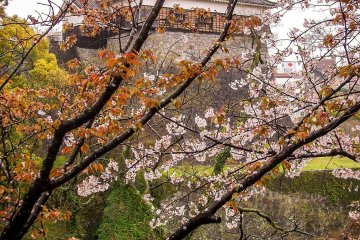  Whatever the weather, the cherry blossoms provide a colorful sight