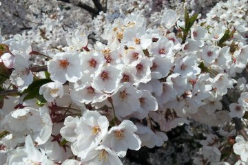 Cherry blossoms in Tono