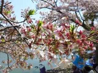Alam yang memukau dan tampak tak nyata dari sakura adalah bagian dari daya tarik bunga ini