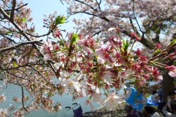 The ephemeral nature of sakura is part of their allure