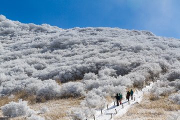 A Snowy, Sunny Makinoto Trailhead
