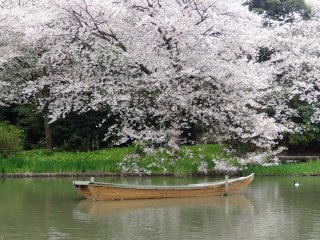 สีชมพูดารดาษไปทั่วสวนสวยแห่งโยโกฮะมะ