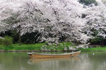 สีชมพูดารดาษไปทั่วสวนสวยแห่งโยโกฮะมะ