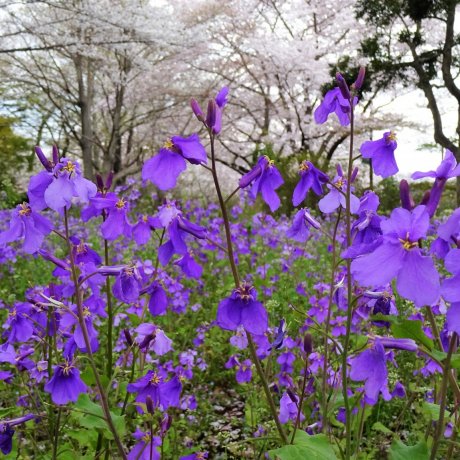 นานาดอกไม้ของสวน Showa Memorial Park