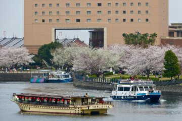 Cherry blossoms and water buses