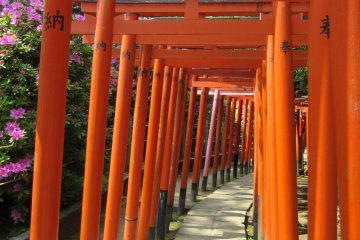 The corridor of torii (gates)