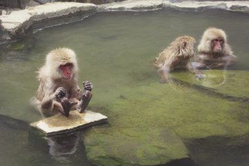 In warm time of year just there are a few monkeys enjoying the onsen
