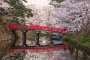 Cerisiers en Fleurs à Hirosaki