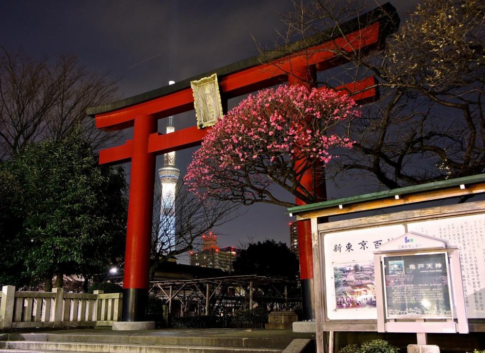 「梅まつり」開催中の亀戸天神社