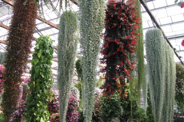Я впервые видела подобные подвесные растения