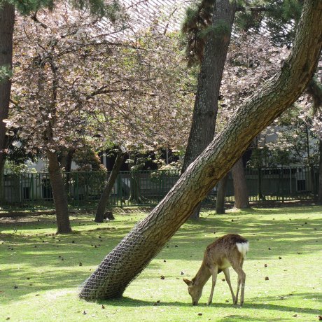 Сады в парке города Нара