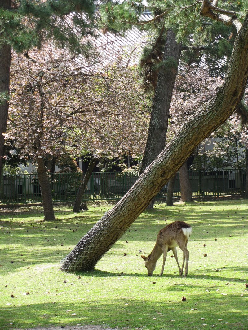 Парк города Нара
