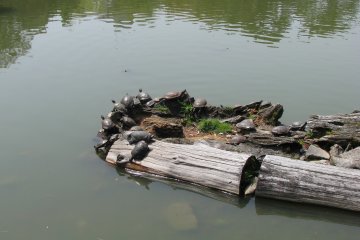 Множество черепах в пруду