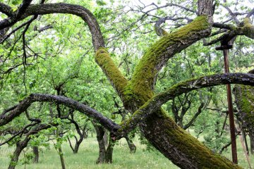 Old plum trees of Kairakuen