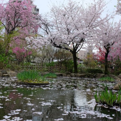 สวนชูเคเอนในฤดูใบไม้ผลิ