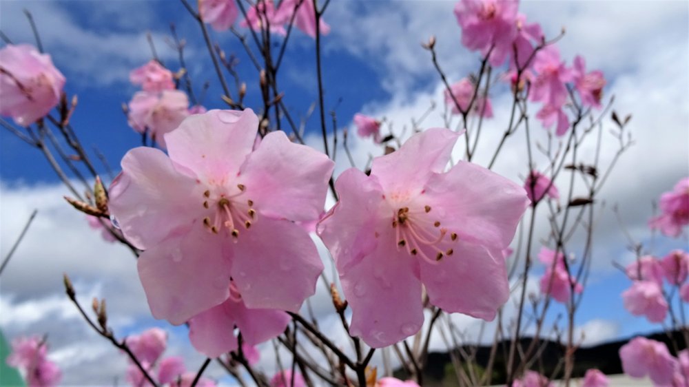 ดอก Rhododendron pentaphyllum var. nikoens