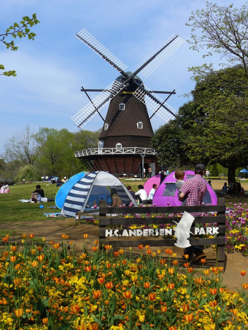 Tulips and a Dutch windmill