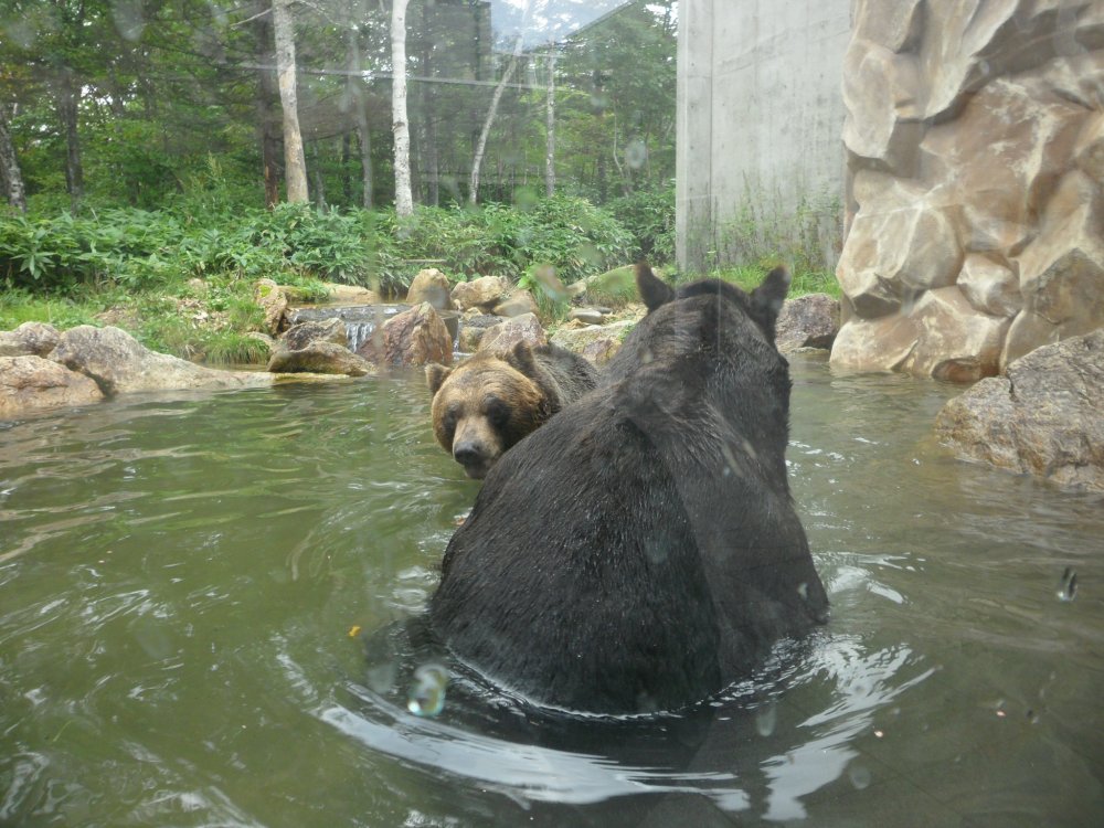 Playful bears in the water