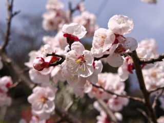 Close-up cherry blossoms