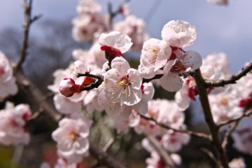 Close-up cherry blossoms