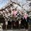 神戸、北野の桜