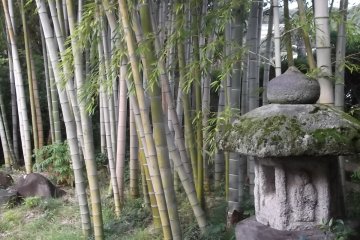 A bamboo grove and ancient lantern