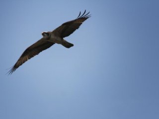The nature trail isn't much in itself, but you can see birds like this osprey...