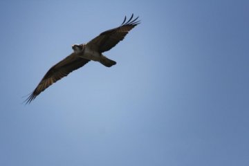 The nature trail isn't much in itself, but you can see birds like this osprey...
