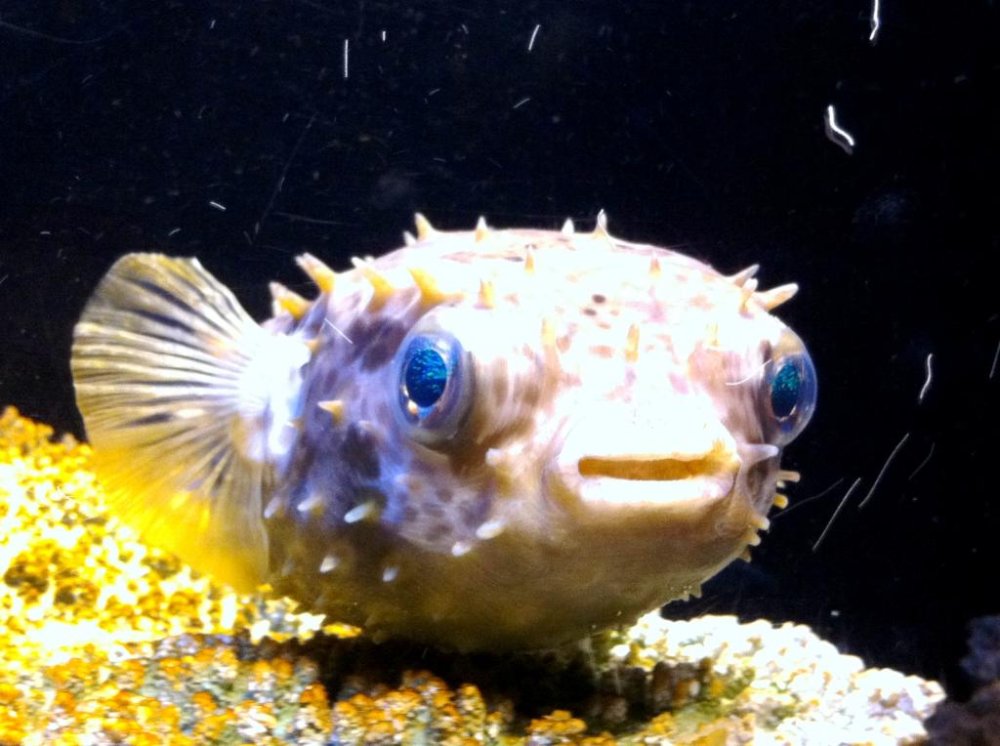 Even the puffer like fish are larger than life at the Okinawa Churaumi Aquarium and Theme Park