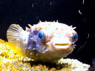Even the puffer like fish are larger than life at the Okinawa Churaumi Aquarium and Theme Park