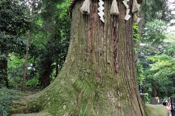  ต้นสนซุกิเก่าแก่บางต้นสูงถึง 47 เมตรและวัดลำต้นได้ 5.6 เมตร