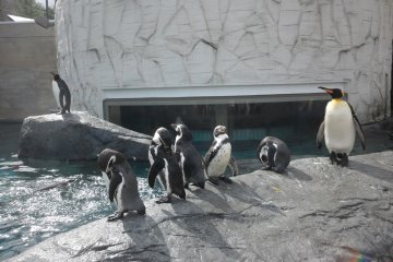 Penguins in Asahikawa zoo