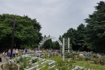 สวนกุหลาบ ในสวนโยะโยะกิ (Yoyogi)