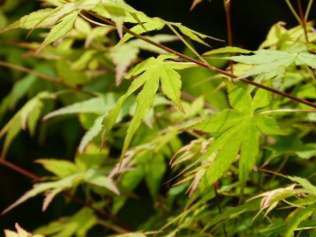 Lush and green momiji leaves