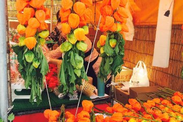 คนญี่ปุ่นใช้กิ่งของดอกโคมจีนมาประดับบ้าน เมื่อเปลือกของโคมจีนแห้ง จะสามารถมองเห็นลูกสีส้มสดสวยภายใน