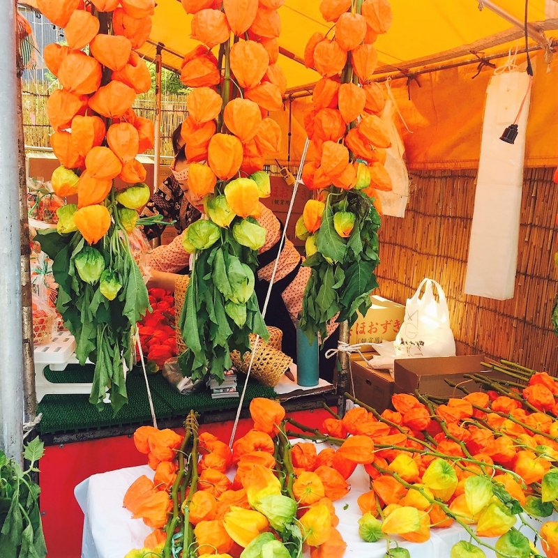 คนญี่ปุ่นใช้กิ่งของดอกโคมจีนมาประดับบ้าน เมื่อเปลือกของโคมจีนแห้ง จะสามารถมองเห็นลูกสีส้มสดสวยภายใน