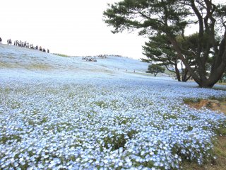 Огромные голубые поля очень впечатляют!