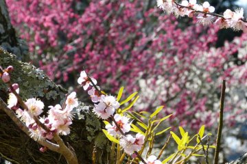 My eyes really enjoy those pink and white plum blossoms