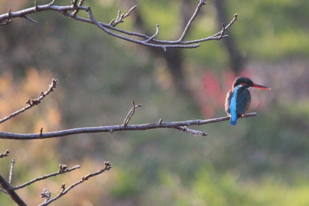 A kingfisher sits on a branch against a backdrop of flowering plum