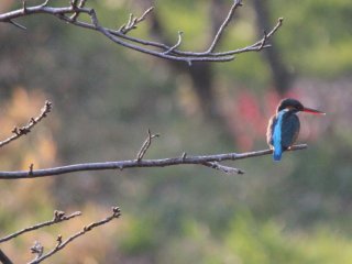 A kingfisher sits on a branch against a backdrop of flowering plum