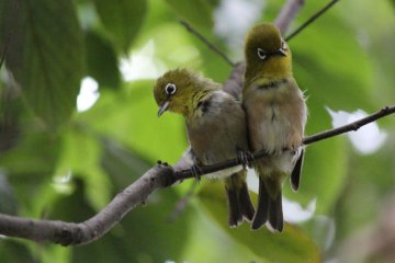 These white-eyes are getting mighty chummy on their branch