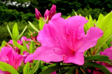 Aside from the well known sakura, azaleas are a sure sign that spring has come