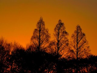 Pohon-pohon berjaga-jaga dalam taman ketika matahari terbenam