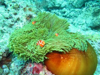 Clownfish - hiding or attacking?