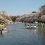 Inokashira Park Cherry Blossom