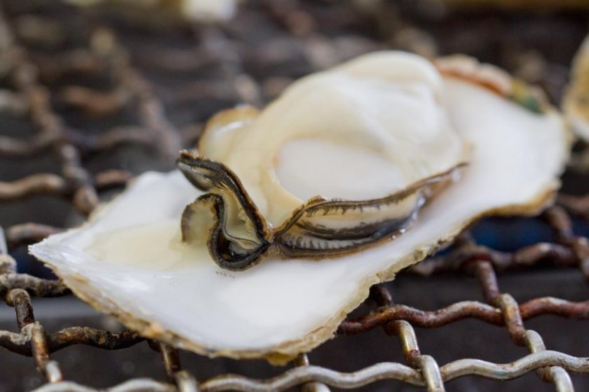 A perfect oyster